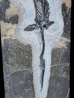 Reptile marin - Animal fossilisé - Mixosaurus - 70 cm - 27
