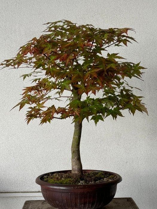 Japanese maple bonsai (Acer palmatum) - Hoogte (boom): 50 cm, Antiek en Kunst, Curiosa en Brocante