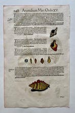 Conrad Gesner - Icones animalium quadrupedum uiuiparorum et