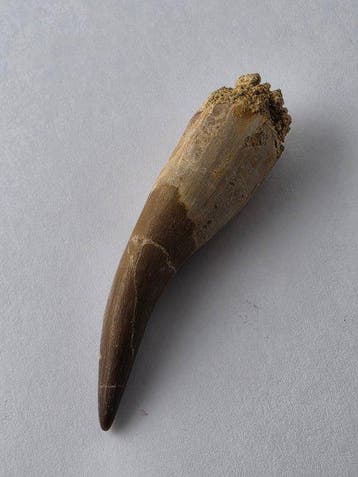 Plesiosaurus - Fossiele tand - Fossil Tooth of Plesiosaur -, Collections