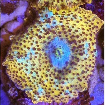 Discosoma Leopard (2 stuks), Dieren en Toebehoren
