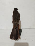 Merle à collier Support de corps entier pour taxidermie -