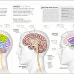 Science Of Yoga 9780241341230 Ann Swanson, Verzenden, Zo goed als nieuw, Ann Swanson