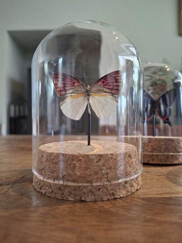 Insecte Support mural pour taxidermie - Colotis zoe,