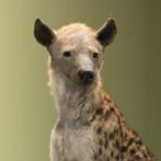 Hyena Taxidermie volledige montage - Crocuta crocuta - 89 cm, Nieuw