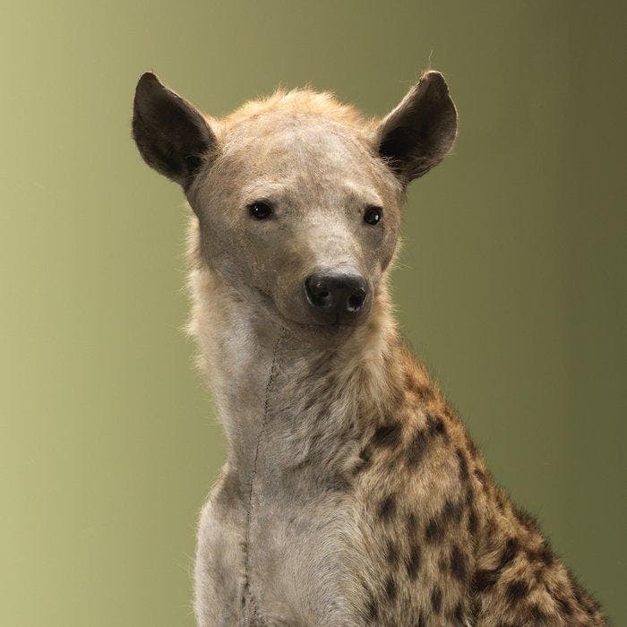 Hyena Taxidermie volledige montage - Crocuta crocuta - 89 cm, Collections, Collections Animaux