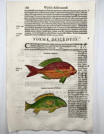 2 folios by Aldrovandi; Fish, Seabream & 5 Beaded Rockling -