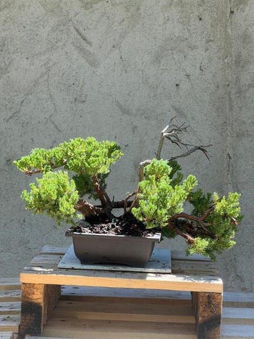 Jeneverbes bonsai (Juniperus) - Hoogte (boom): 23 cm -
