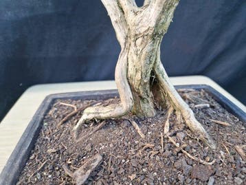 Lonicera - Hauteur (arbre) : 35 cm - Profondeur (arbre) : 26