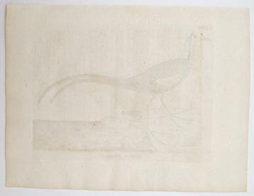 John Latham (1740–1837) - Chinese Jacana – A General