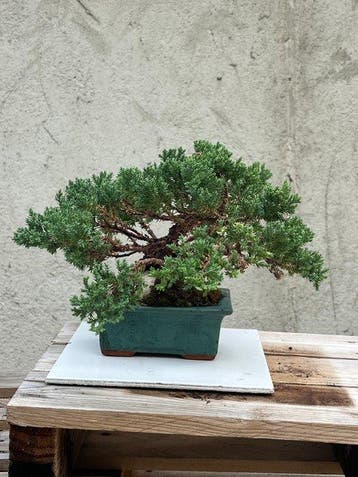 Bonsaï Genévrier (Juniperus) - Hauteur (arbre) : 18 cm -