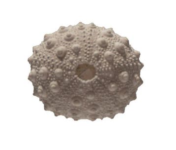 Grote Griffelseeigel (Heterocentrotus mamillatus) |