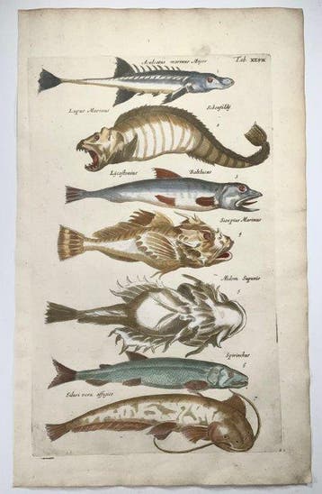 Matthäus Merian (b1593) - folio, Ichthyology: Atlantic Wolf