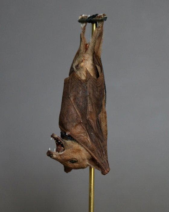 Vleermuis Taxidermie volledige montage - Macroglossus, Antiquités & Art, Curiosités & Brocante