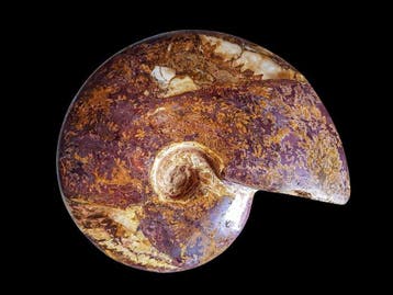 Ammonite - Coquillage fossilisé - 16 cm - 13.5 cm, Collections, Minéraux & Fossiles