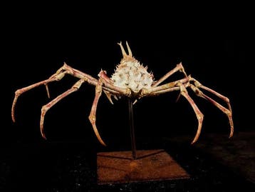 un crabe de collection rarissime Support de corps entier