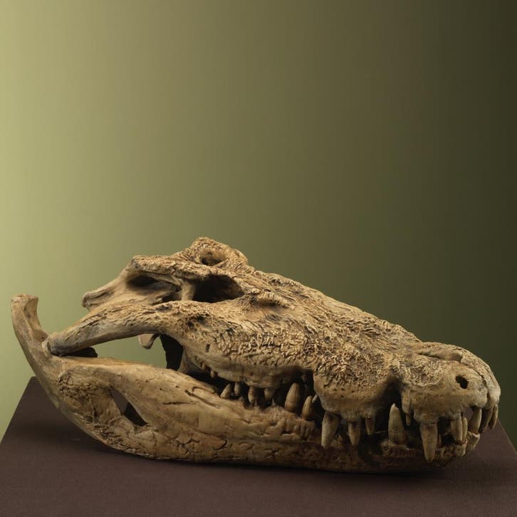 Krokodil Schedel XXL Replica, Verzamelen, Dierenverzamelingen, Opgezet dier, Nieuw, Wild dier, Ophalen of Verzenden
