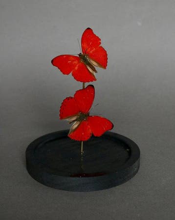 Papillon Support de corps entier pour taxidermie - Cymothoe