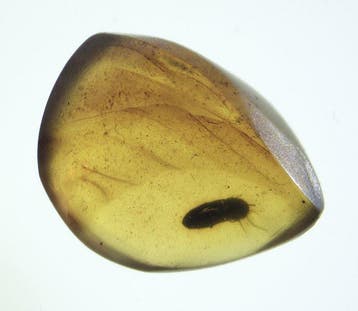 Birmese barnsteen - Barnsteen - Burmesischer Bernstein, Verzamelen