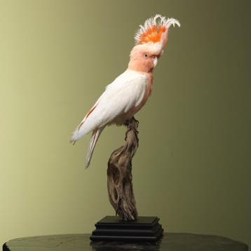Incakaketoe Taxidermie Opgezette Dieren By Max, Ophalen of Verzenden, Nieuw, Vogel, Opgezet dier