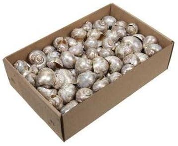 Nattai schelpen Platinumwash 500 gram, Nieuw