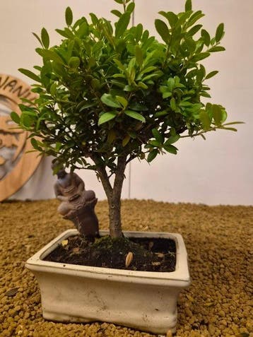 Japanese holly bonsai (Ilex crenata) - Hauteur (arbre) : 24