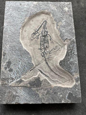 Zeereptiel - Gefossiliseerd dier - Fossile de Keichousaurus