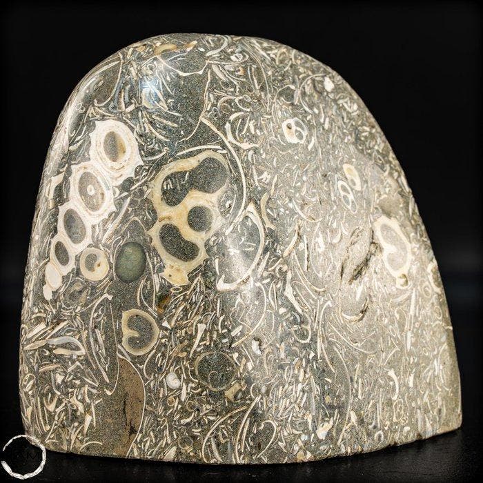 natuurlijke vrije vorm uit Turritella-agaat / fossiele, Antiquités & Art, Curiosités & Brocante