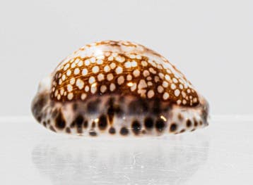 Cypraea arabica depressa (Platte Arabische Kauri) –