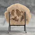 Étonnante tranche de bois pétrifié sur un support