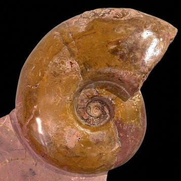 Ammoniet - Gefossiliseerde schelp - Pachylytoceras dilucidum, Verzamelen