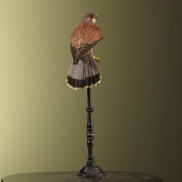 Europese Torenvalk Antiek Taxidermie Opgezette Dieren By Max, Ophalen of Verzenden, Nieuw, Vogel, Opgezet dier