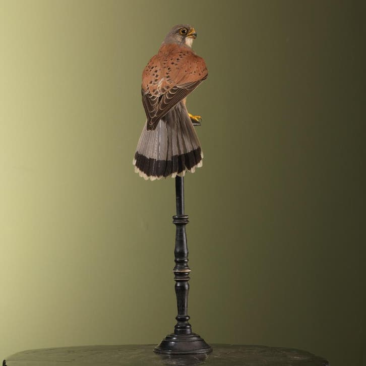 Europese Torenvalk Antiek Taxidermie Opgezette Dieren By Max, Verzamelen, Dierenverzamelingen, Opgezet dier, Nieuw, Vogel, Ophalen of Verzenden