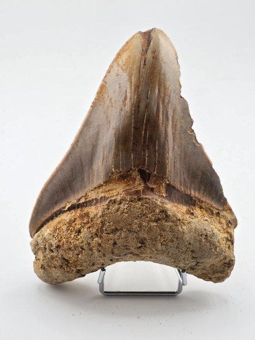 Megalodon - Fossiele tand - 13 cm, Verzamelen, Mineralen en Fossielen