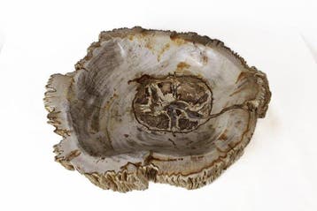 Bol en bois pétrifié - Bois fossilisé - Dipterocarpus - 8 cm, Collections