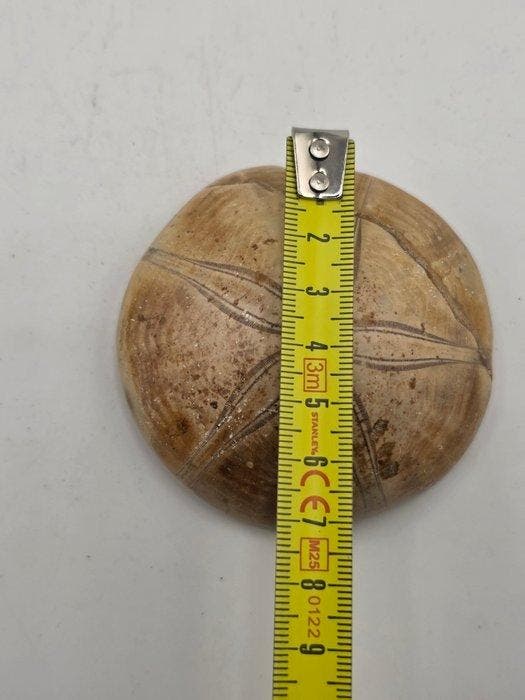 Fossiele zee-egel (echinoïde) – Gepolijst exemplaar met, Collections, Minéraux & Fossiles