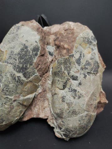 Gefossiliseerd ei - Oviraptorosaur-type dinosaur egg - 23 cm