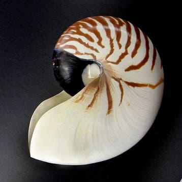 Grote kamernautilus Zeeschelp - Nautilus pompilius