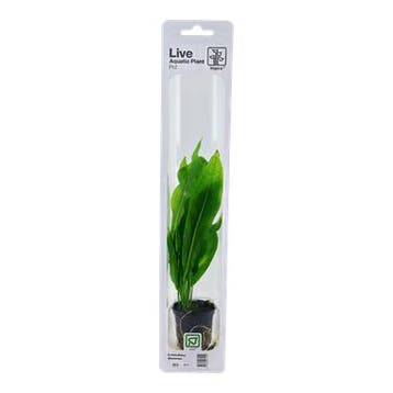 Tropica Echinodorus Bleherae easy, Verzenden