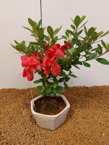 Bonsaï Azalée (Rhododendron) - Hauteur (arbre) : 23 cm -