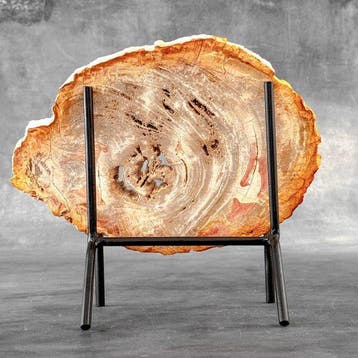 Prachtige sliert versteend hout op een op maat gemaakte