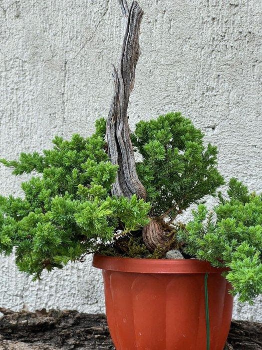 Jeneverbes bonsai (Juniperus) - Hoogte (boom): 30 cm -, Antiquités & Art, Curiosités & Brocante