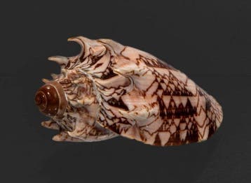 Uitstekende Cymbiola imperialis - Intense Donkere Imperiale, Nieuw