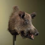 Wild Zwijn Middel Taxidermie Opgezette Dieren By Max, Ophalen of Verzenden, Opgezet dier