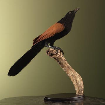 Coucou Support de corps entier pour taxidermie - Centropus, Verzamelen, Nieuw