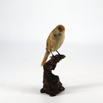 Petit basset femelle Support de corps entier pour taxidermie