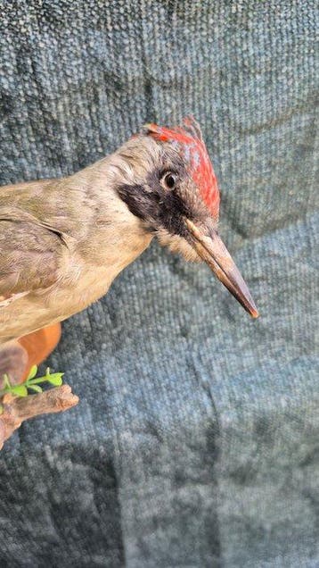 Specht Taxidermie wandmontage - Picus viridis - Superbe, Nieuw