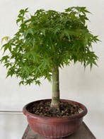 Japanese maple bonsai (Acer palmatum) - Hauteur (arbre) : 60
