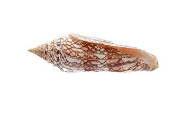 Conasprella milneedwardsi clytospira | Megaslak - Zeldzaam, Verzamelen, Nieuw