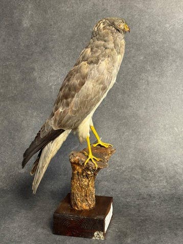 Noordelijke harrier Taxidermie volledige montage - Circus, Collections